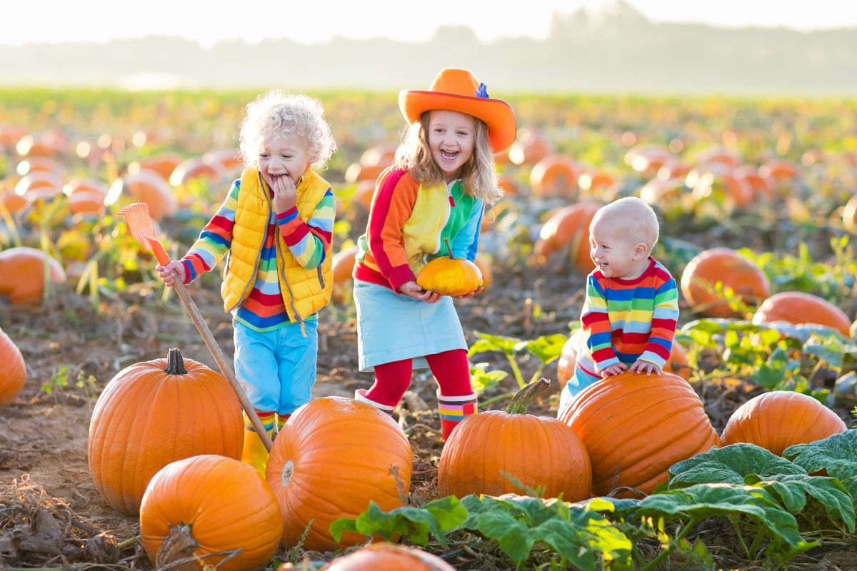 Three younger kids in a pumpkin patch with smiles searching for pumpkins