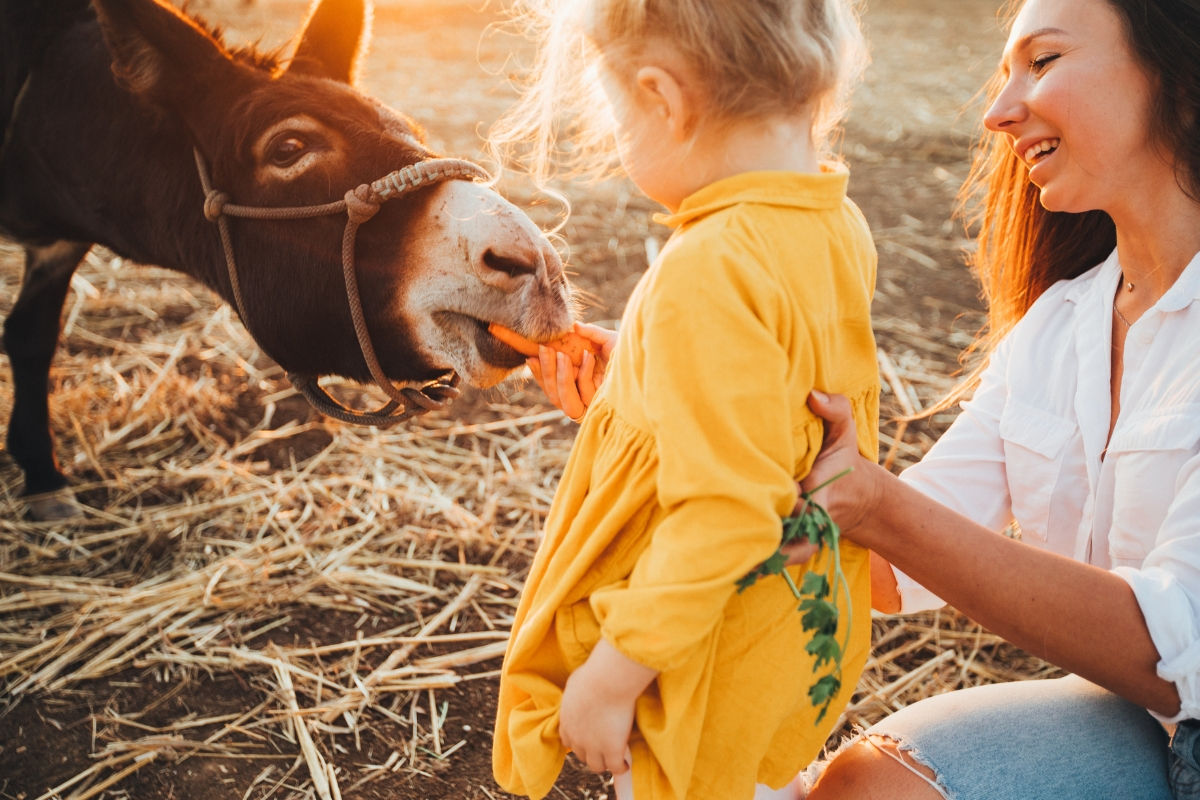 A young toddler feeding a donkey a carrot during golden hour