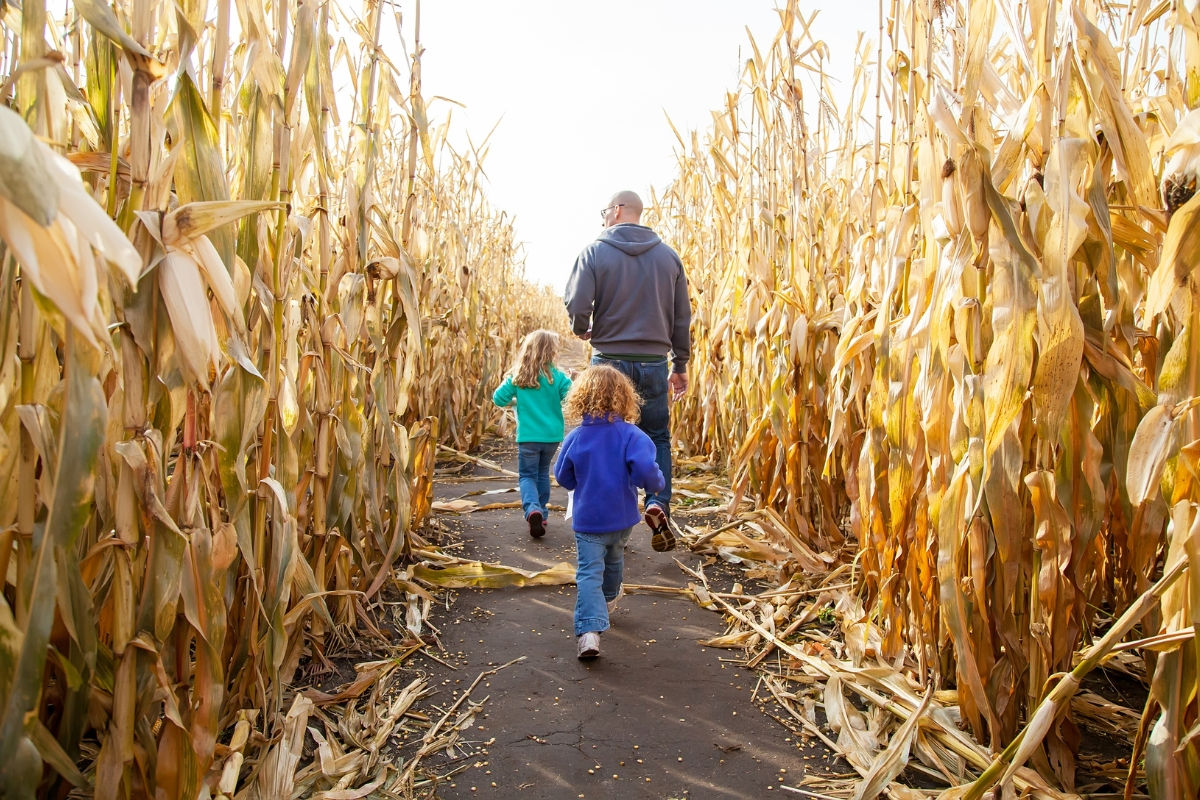 A photoshoot image of kids running through a corn maze