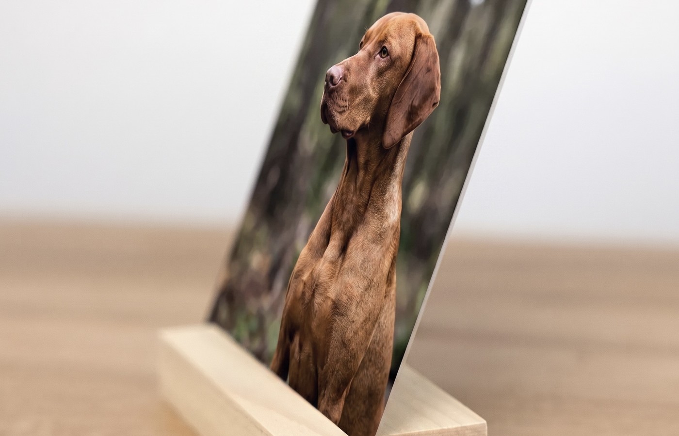 Side view of a pet memorial desk print resting in its solid wood display stand