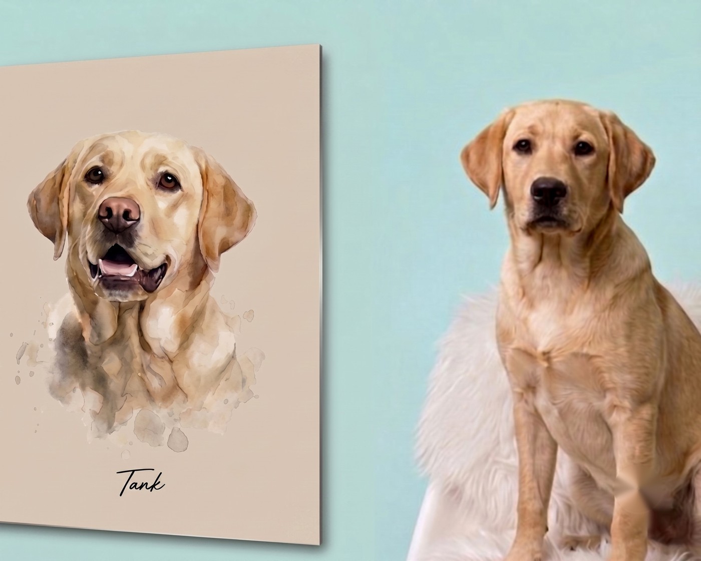 A metal print portrait of a yellow Labrador on a soft mint wall