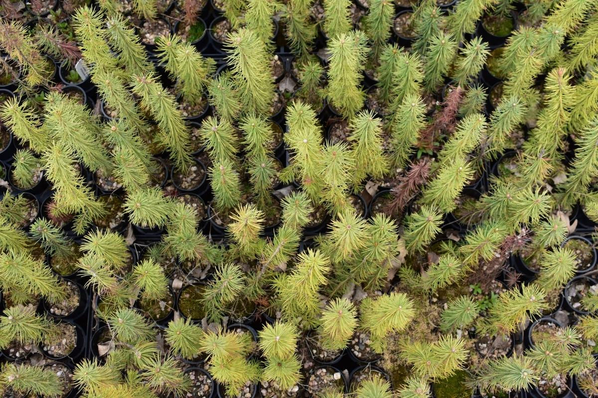 Trees help ecosystems to return to their natural balance. They clean the air we breath, the water we drink, and support the soil beneath our feet.