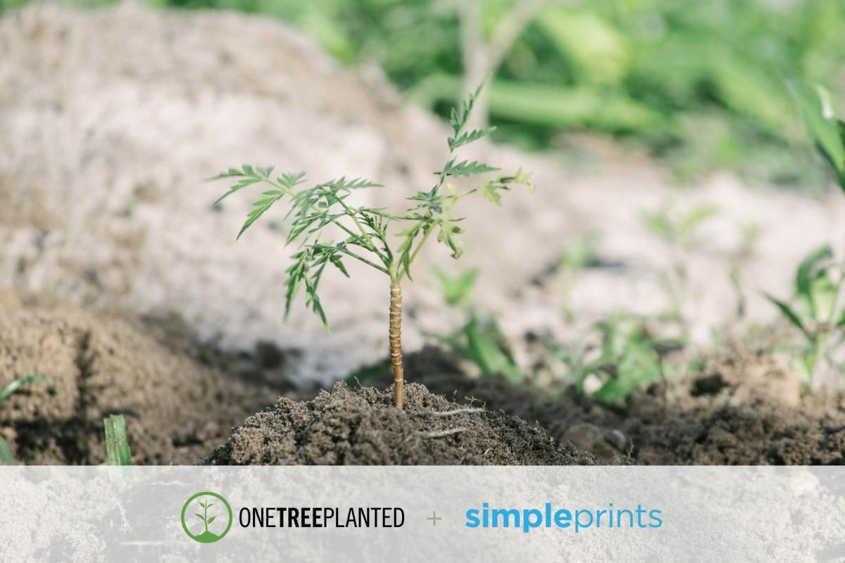 SimplePrints Partners with One Tree Planted