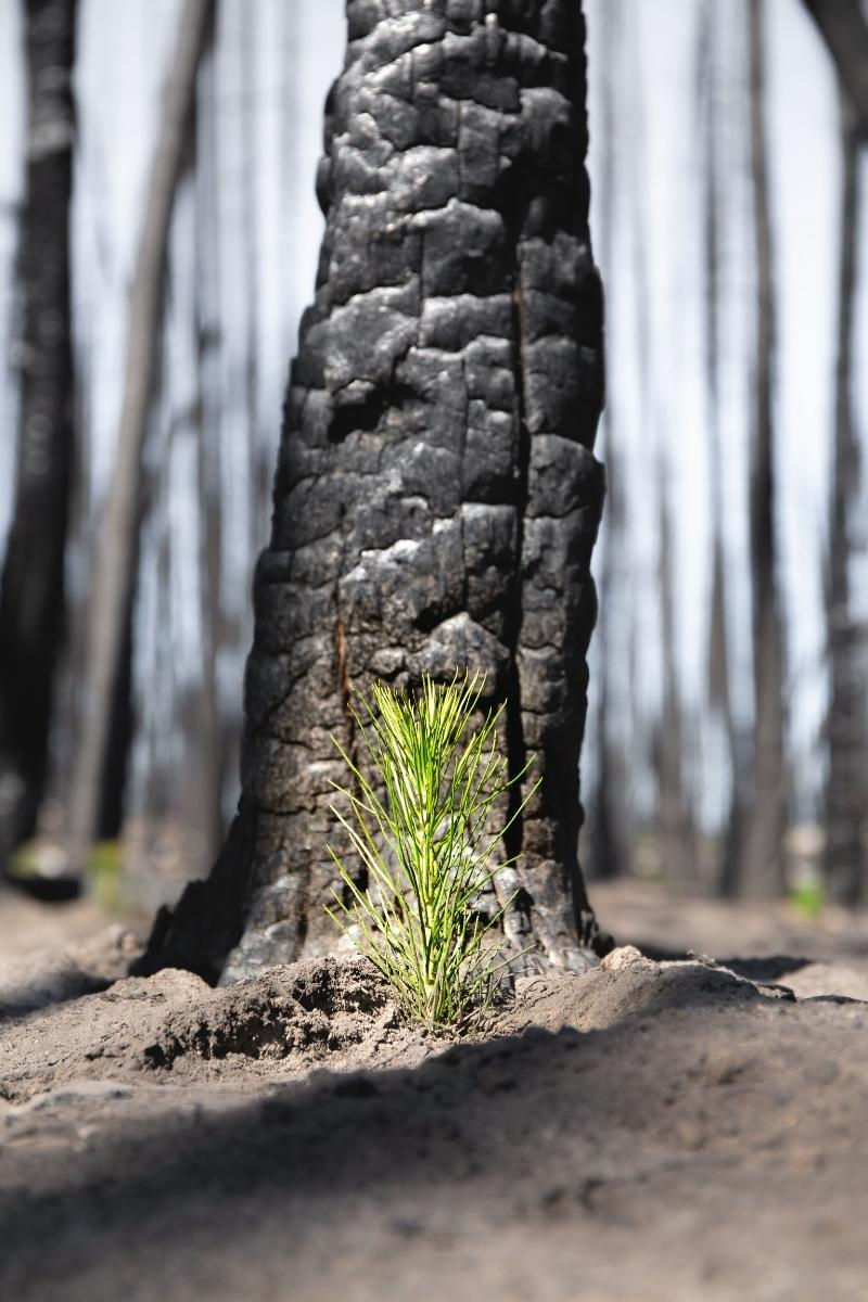 SimplePrints collaborates with One Tree Planted to promote sustainability & help the environment.