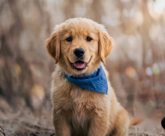 Pet Memorial Metal Print shown at scale on a living-room wall